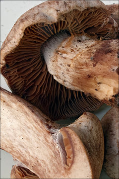 Image of <i>Cortinarius subferrugineus</i>