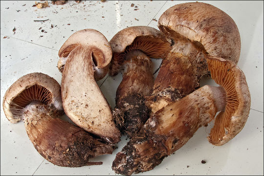 Image of <i>Cortinarius subferrugineus</i>