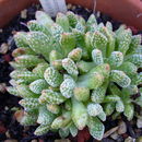 Image of <i>Crassula ausensis</i> ssp. <i>tithanopsis</i>