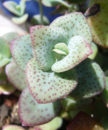 Слика од Crassula cordata Thunb.