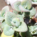 Image of Crassula cordata Thunb.