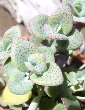 Image of Crassula cordata Thunb.