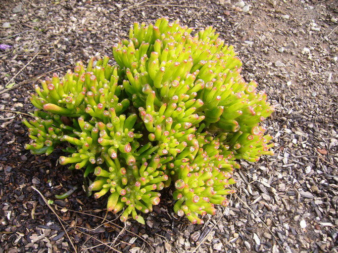 Crassula ovata (Mill.) Druce resmi