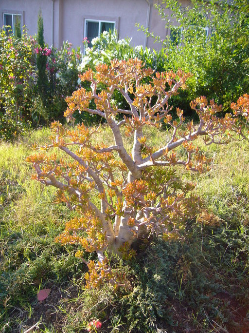 Crassula ovata (Mill.) Druce resmi