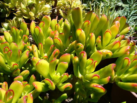 Image of jade plant