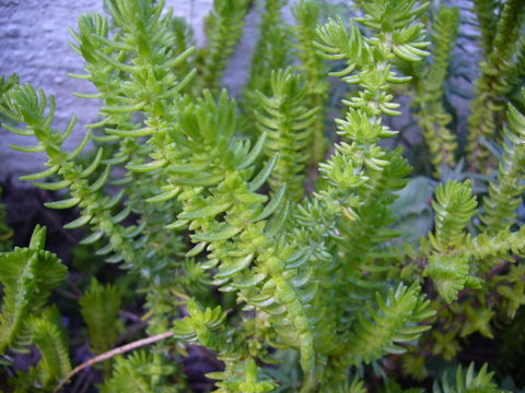 Image of Crassula muscosa L.