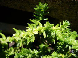 Image of Crassula muscosa L.