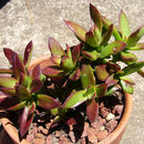 Crassula nudicaulis var. platyphylla (Harv.) Tölken resmi