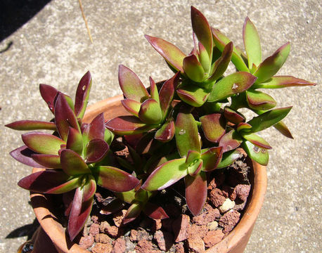 Image of Crassula nudicaulis var. platyphylla (Harv.) Tölken