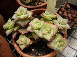 Слика од Crassula perforata Thunb.