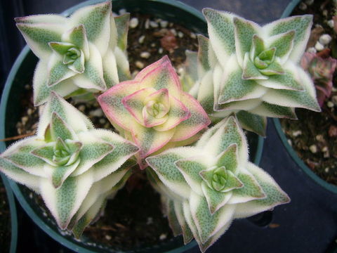 Слика од Crassula perforata Thunb.