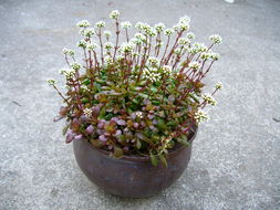 Слика од Crassula pubescens subsp. radicans (Haw.) Tölken