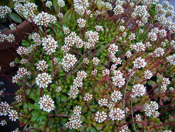 Слика од Crassula pubescens subsp. radicans (Haw.) Tölken