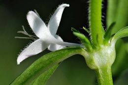 Image of Virginia buttonweed