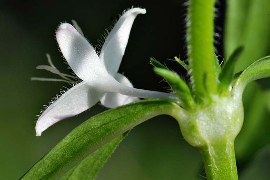 Image of Virginia buttonweed