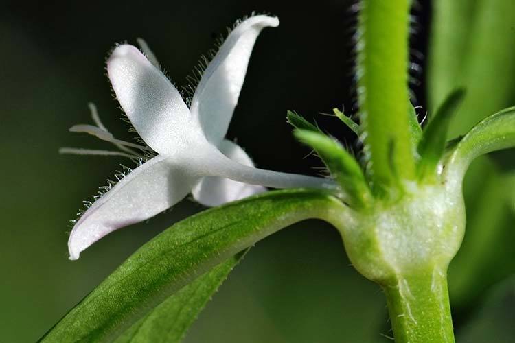 Image de Diodia virginiana L.