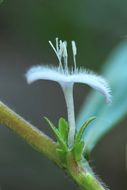 Image of Virginia buttonweed