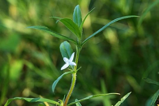 Image of Virginia buttonweed