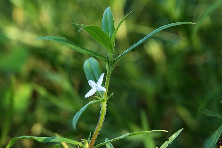 Image de Diodia virginiana L.