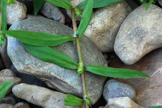 Image of Virginia buttonweed