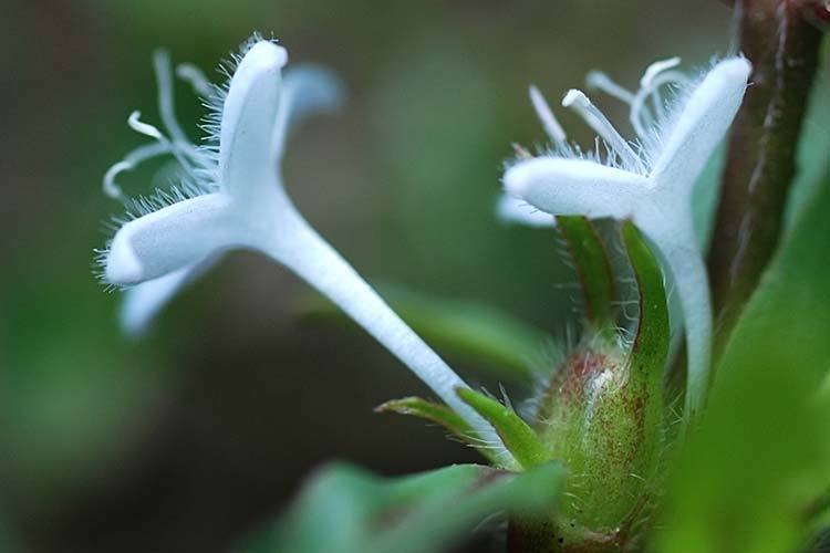 Image of Virginia buttonweed