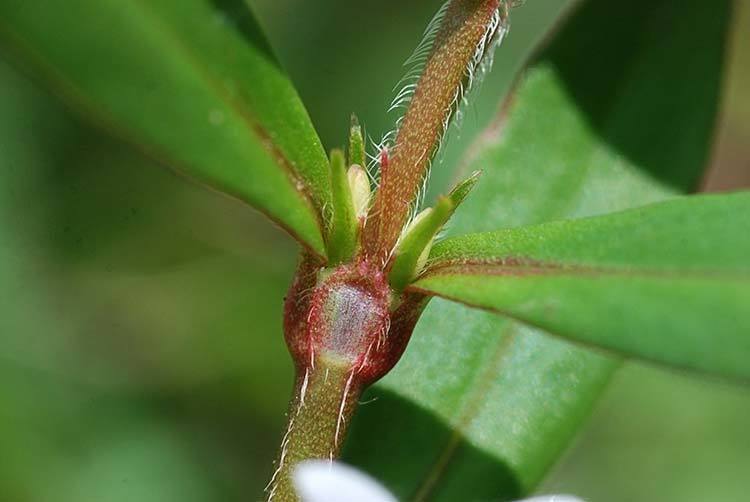 Image de Diodia virginiana L.