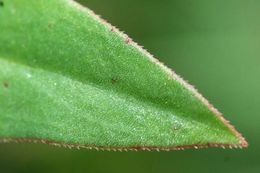 Image of Virginia buttonweed