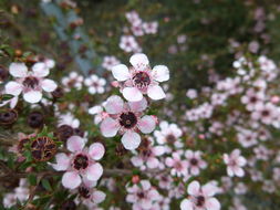 Imagem de Leptospermum scoparium Forst.