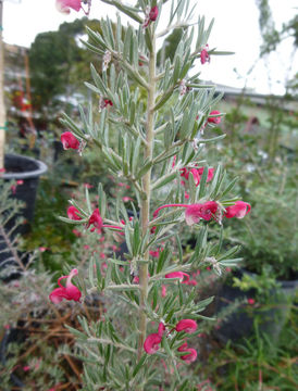 Image of Grevillea lavandulacea Schltdl.