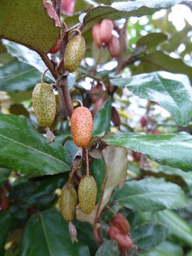 Imagem de Elaeagnus pungens C. P. Thunb. ex A. Murray