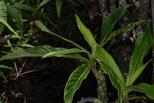 Image of Rusty-Leaf Cyanea