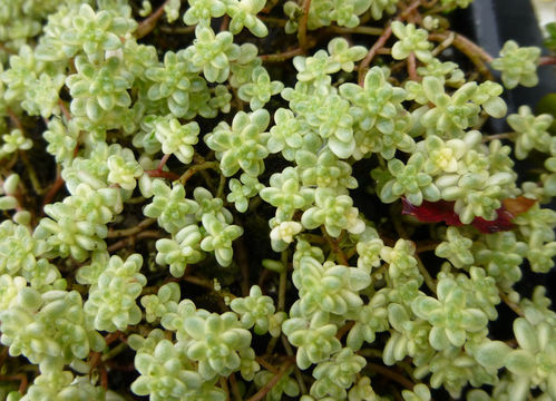 Image of stonecrop