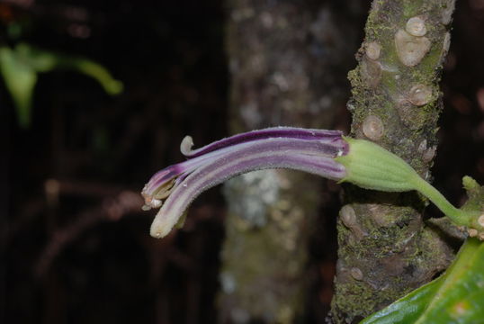 Image of Rusty-Leaf Cyanea