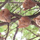 Image of Epauletted Fruit Bats