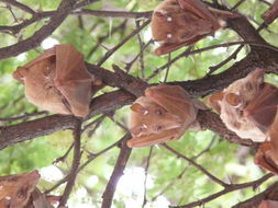 Image of Peters's Epauletted Fruit Bat