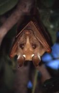 Image of Peters's Epauletted Fruit Bat