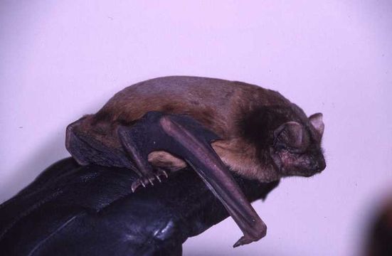 Image of noctule, common noctule