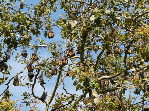 Image of Spectacled Flying Fox