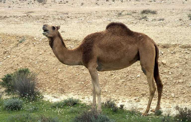 Слика од едногрба камила