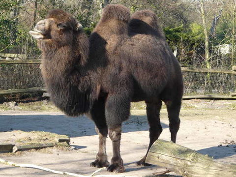 Image of Bactrian camel