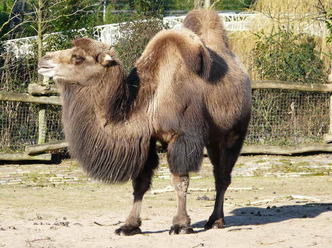 Image of Bactrian camel