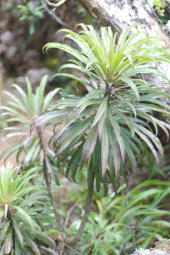 Image of Kauai False Lobelia