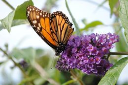 Image of butterfly-bush