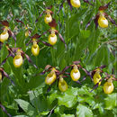 Image of Lady's-slipper orchid