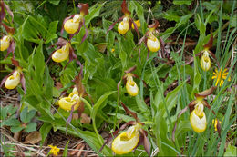 Image of Lady's-slipper orchid