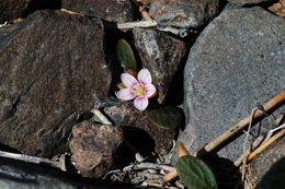 Claytonia umbellata S. Wats. resmi