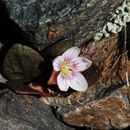 Image of Great Basin springbeauty