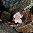 Claytonia umbellata S. Wats. resmi