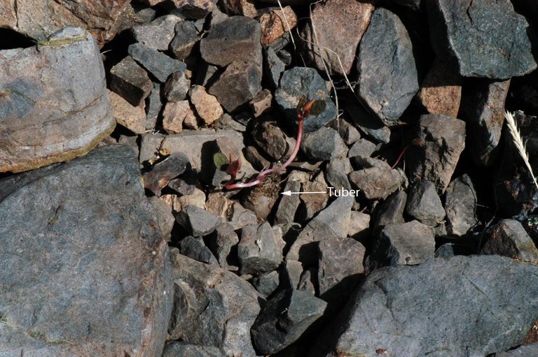 Claytonia umbellata S. Wats. resmi