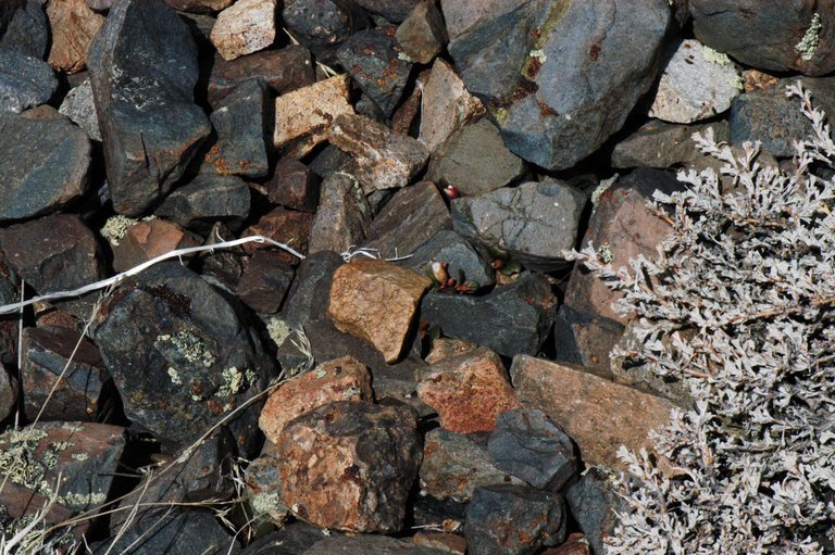 Claytonia umbellata S. Wats. resmi